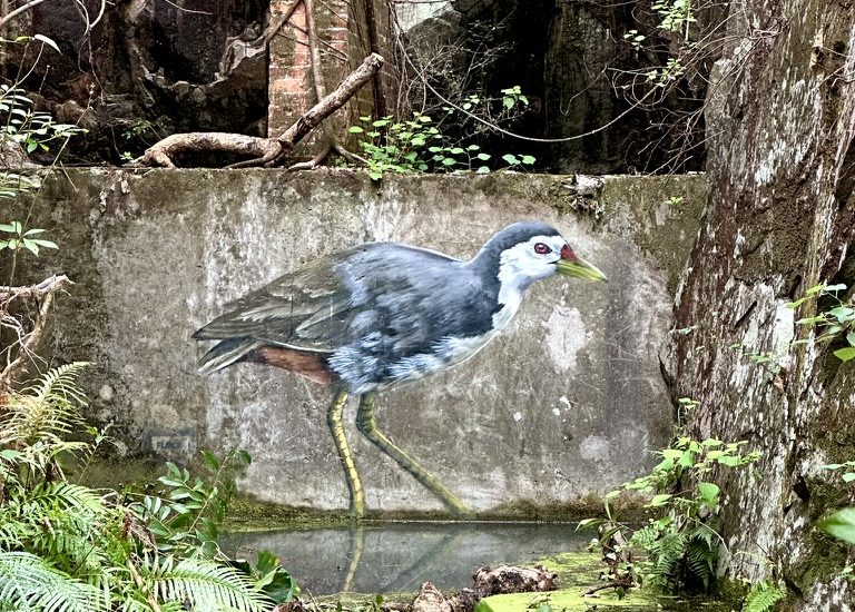 Waterhen