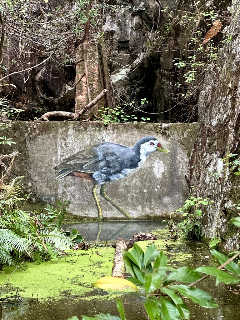Waterhen