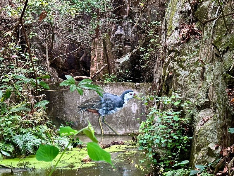 Waterhen Waterhen